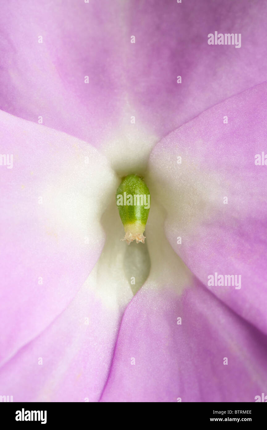 Close up d'une fleur de Nouvelle-guinée Banque D'Images