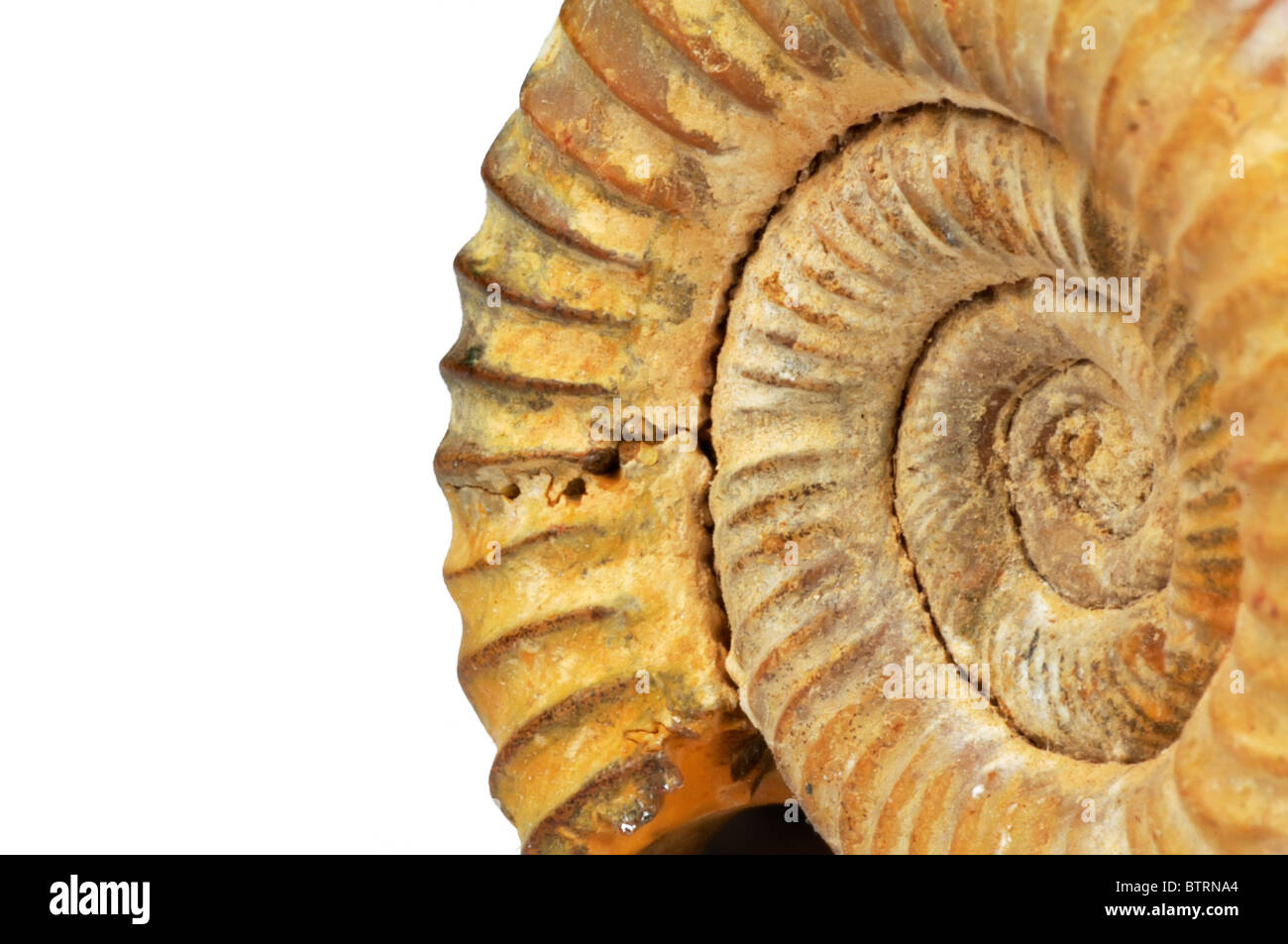 Ammonite isolé sur fond blanc Banque D'Images