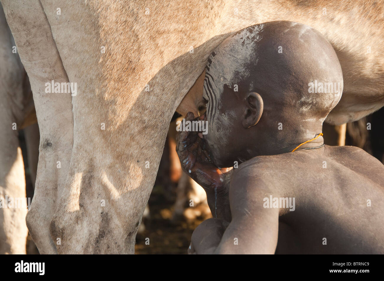 Surma boy boire du lait de la mamelle de la vache, de la vallée de la rivière Omo, en Ethiopie Banque D'Images