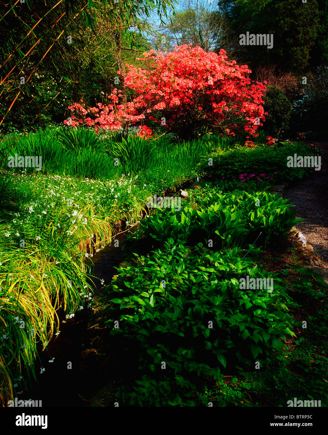 Jardins de Mount Usher, Co Wicklow, Irlande, azalée, Hosta et ail sauvage (Allium) Banque D'Images