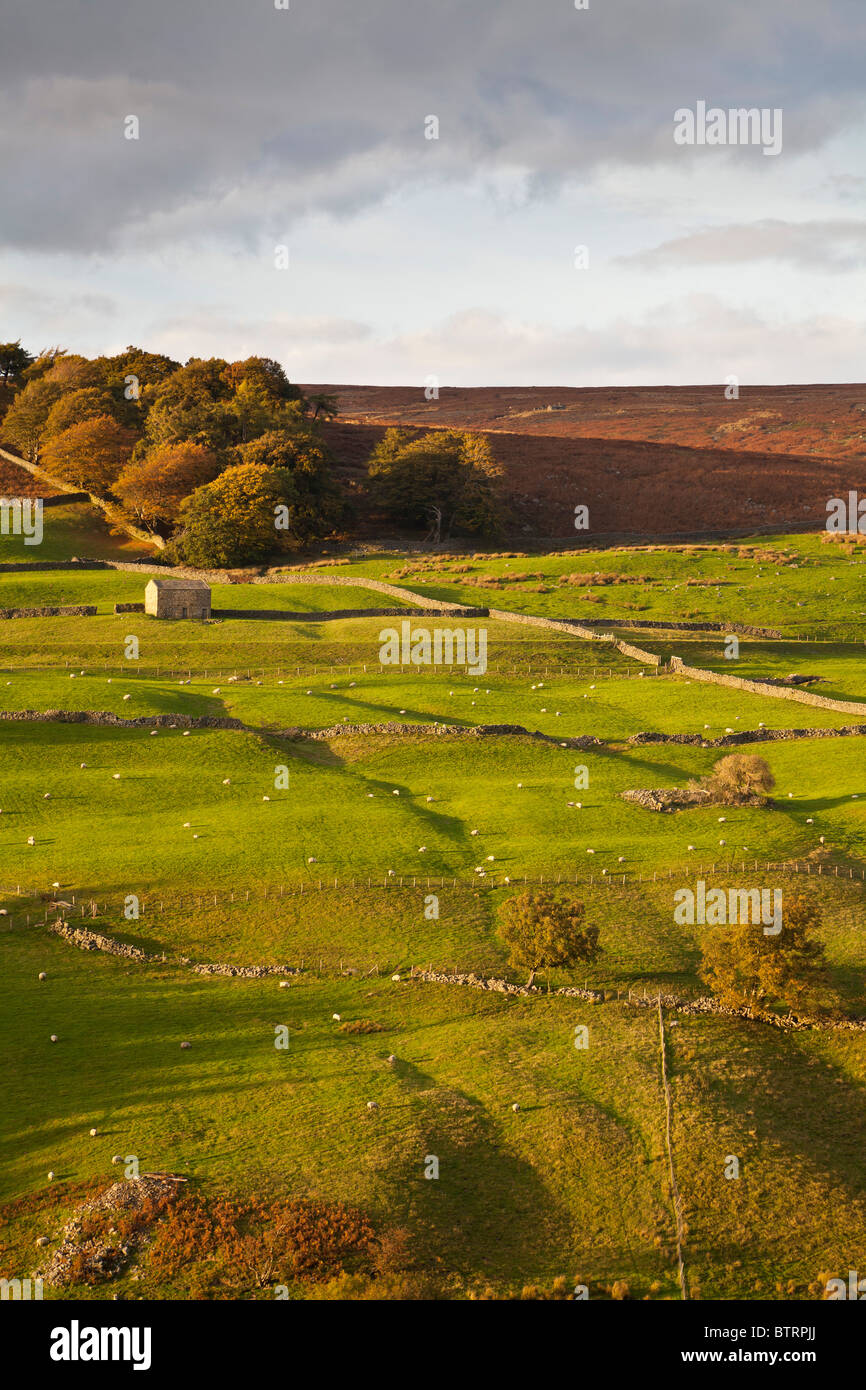 Domaine des granges de Nidderdale, près de maison Scar réservoir, Yorkshire du Nord. Banque D'Images
