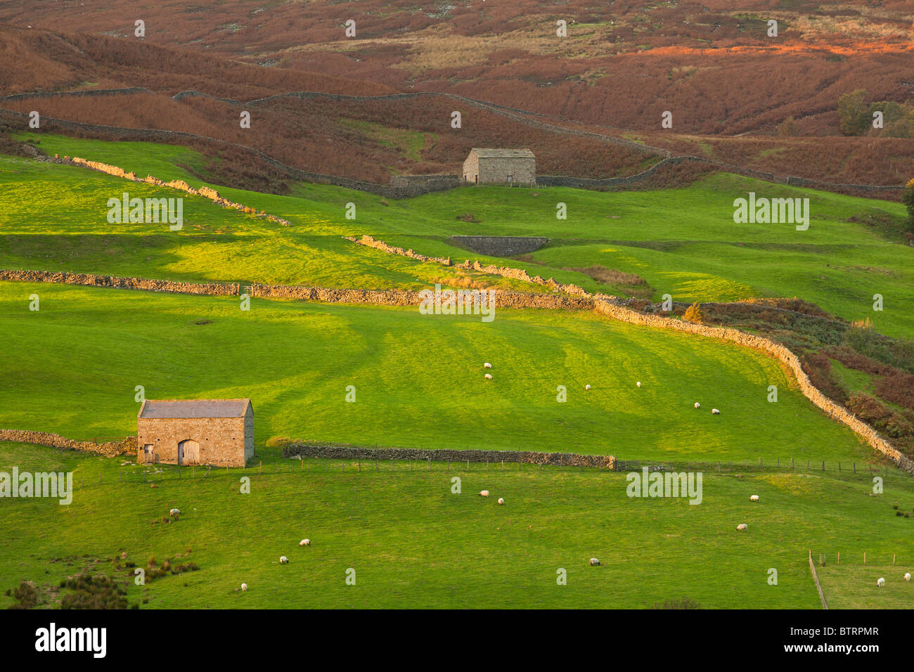 Domaine des granges de Nidderdale, près de maison Scar réservoir, Yorkshire du Nord. Banque D'Images