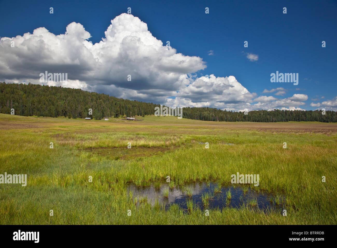 Pacheta supérieur Cienega près du lac réservation dans les Montagnes Blanches, la réserve indienne de Fort Apache, Arizona, USA Banque D'Images