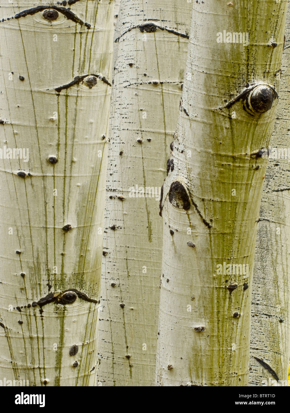 Les troncs d'arbre à Aspen Grove, Hart Prairie sur le San Francisco Peaks, Coconino National Forest, près de Flagstaff, Arizona, USA Banque D'Images