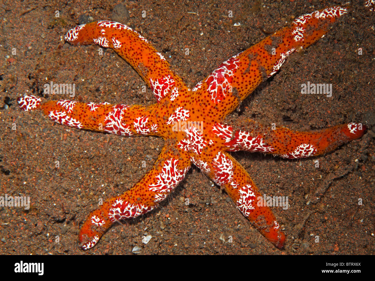 Platyctenid, cténophore Cténophore ou rampante, Coeloplana astericola, vivant sur une étoile de mer, Echinaster luzonicus. Tulamben, Bali, Indonésie. Banque D'Images