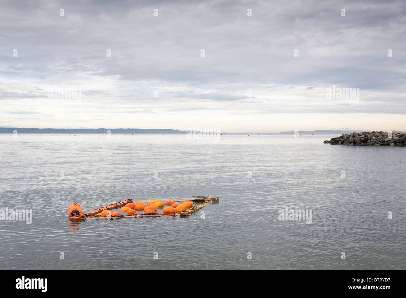 Citrouilles flottant à Edmonds Underwater Park - Edmonds, Washington. Banque D'Images