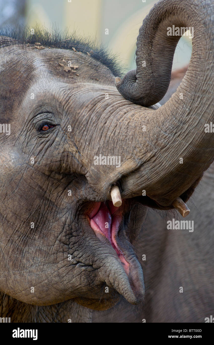 L'éléphant indien barrissements Banque D'Images