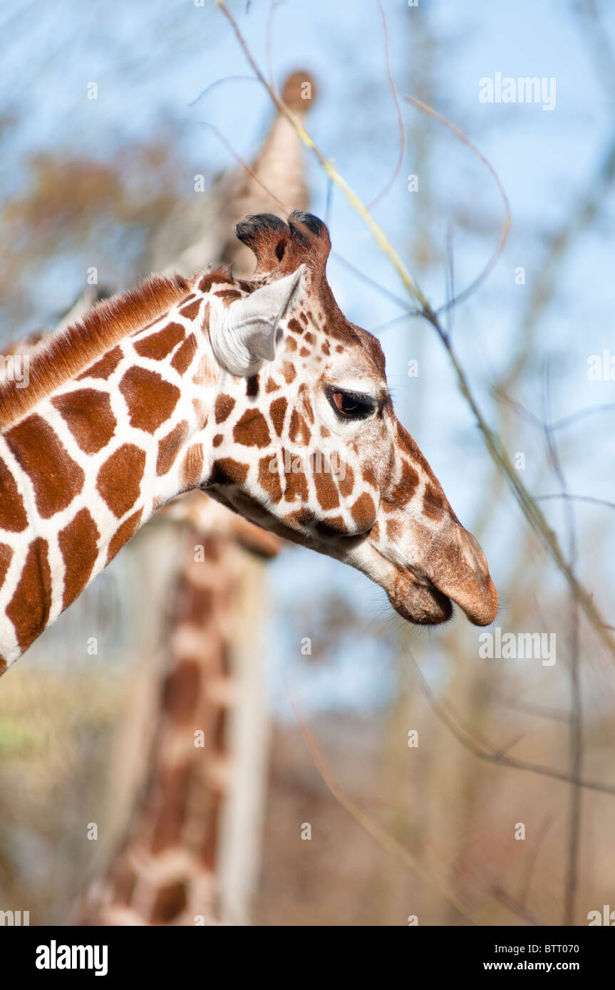 Les Girafes réticulée haut dans les arbres Banque D'Images