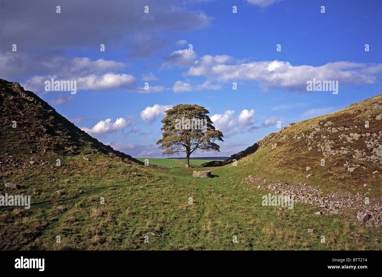 Arbre sycomore gap Banque de photographies et d’images à haute ...