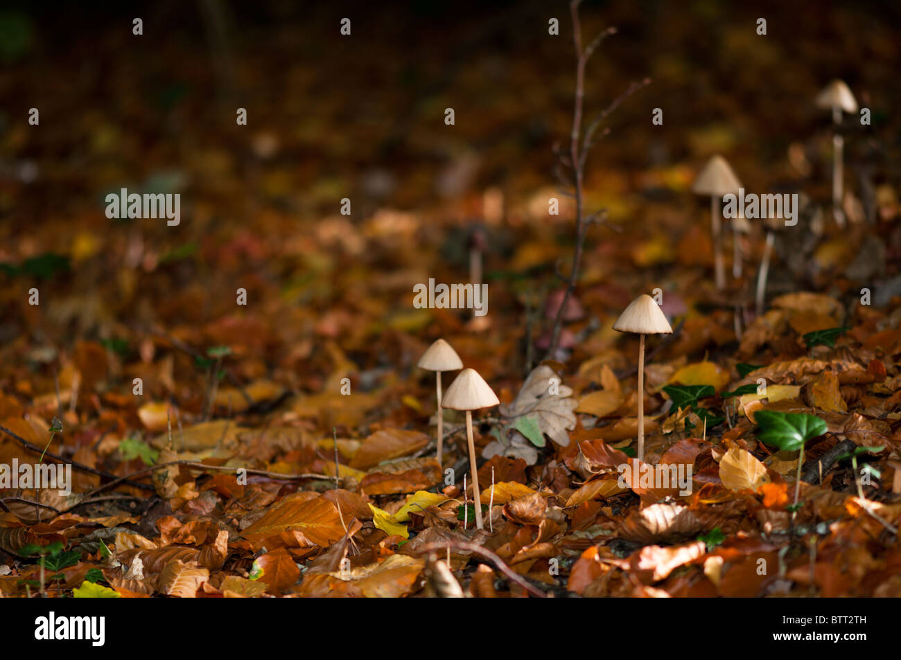 Mycena sp de champignons à Golden, jaune et marron la litière de hêtre en automne. Du côté éclairé par les faibles rayons de soleil d'hiver. Banque D'Images