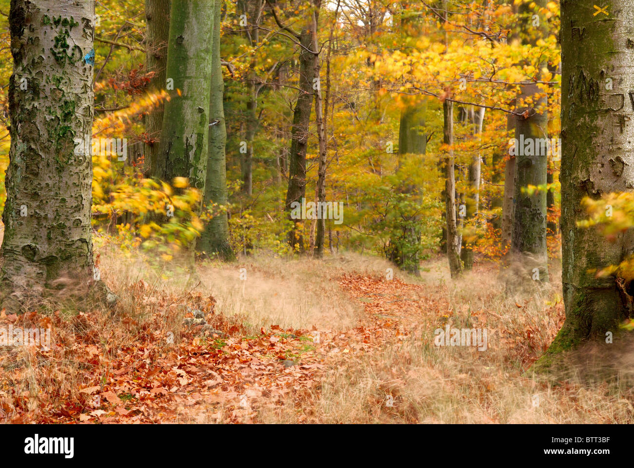 L'Allemagne, l'Odenwald : couleurs d'automne dans les forêts autour de la Katzenbuckel (dos arqué du Chat) Banque D'Images