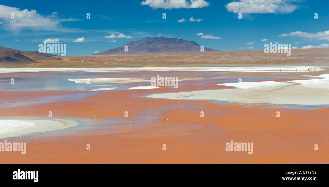 La Laguna Colorada, lagune peu profonde rouge, Altiplano Salt Lake, Potosi, Bolivie Banque D'Images
