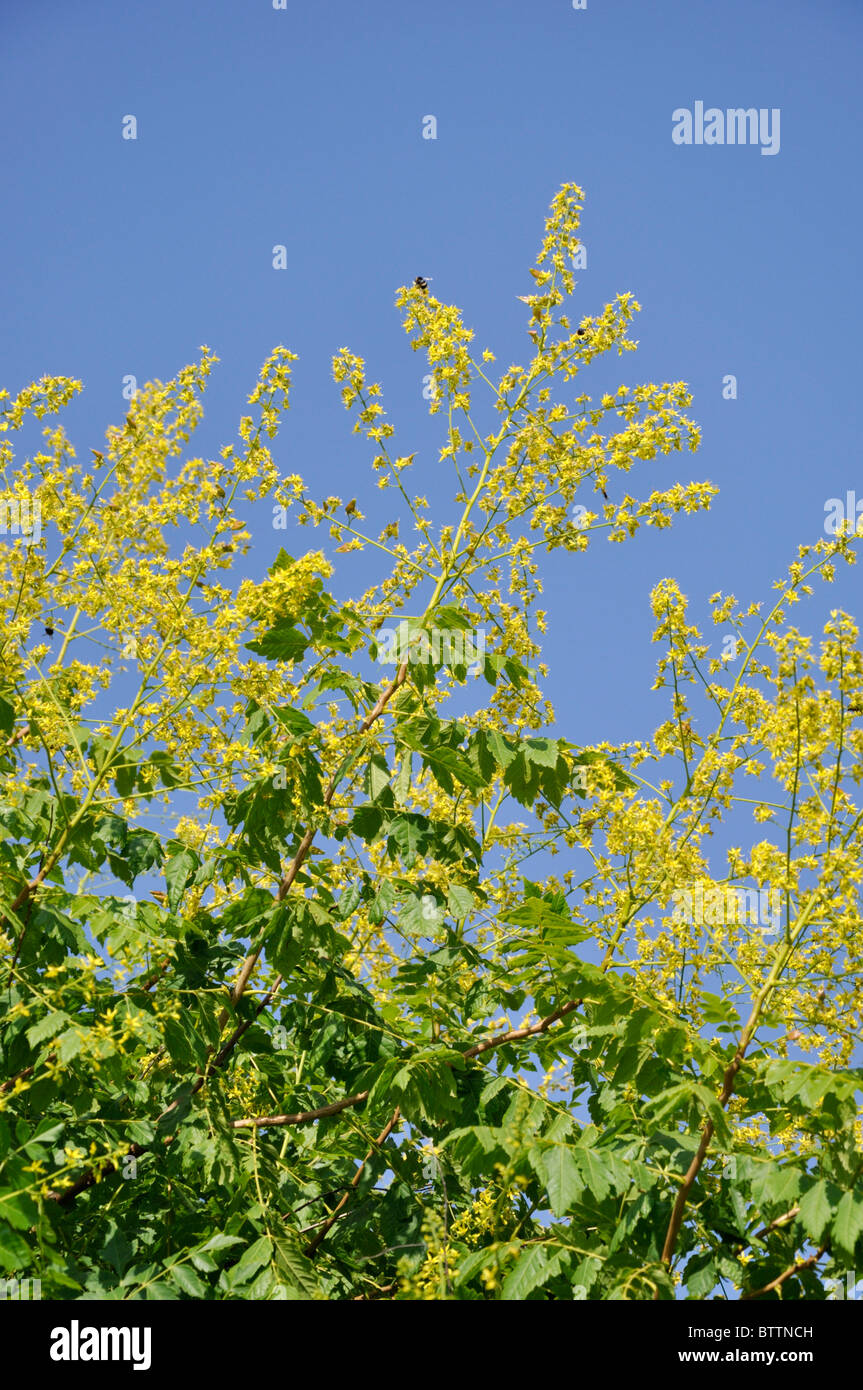 Golden rain tree (Koelreuteria paniculata) Banque D'Images