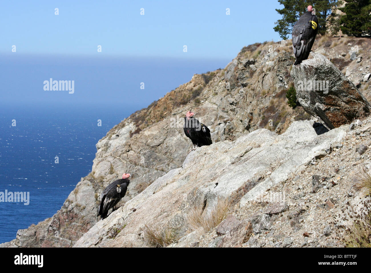 Trois Condors de Californie (Gymnogyps californianus) perché sur une falaise à Big Sur Banque D'Images