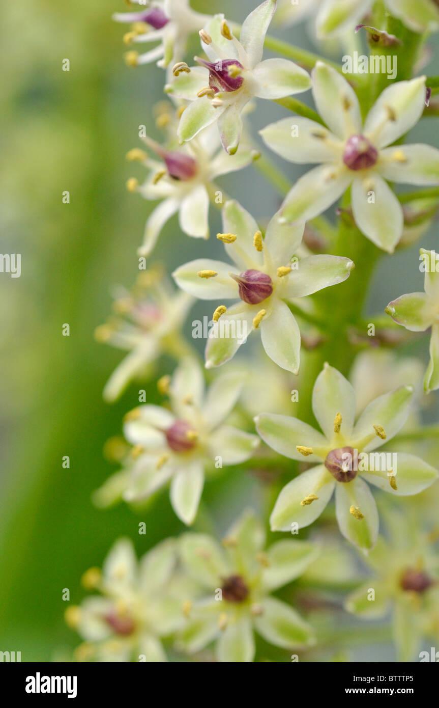 Fleur d'ananas (eucomis comosa) Banque D'Images