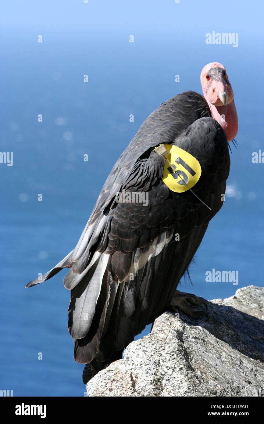 Condor de Californie (Gymnogyps californianus) perché sur un rocher avec la mer en arrière-plan Banque D'Images