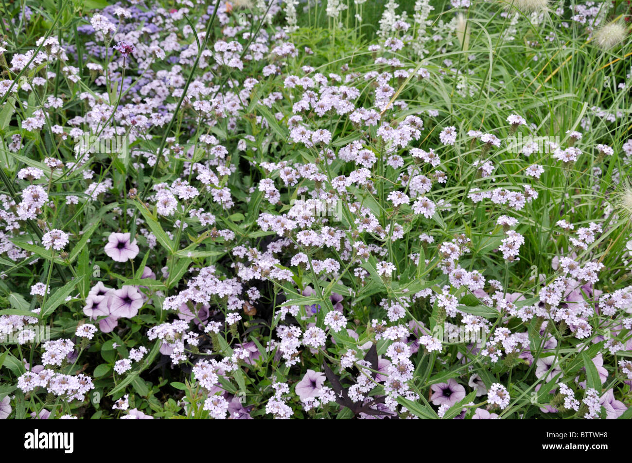 Verveine (Verbena rigida tubéreuse 'polaris') Banque D'Images