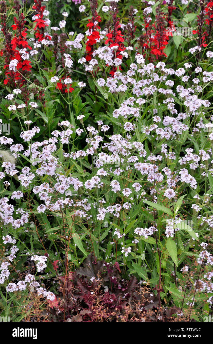 Verveine (Verbena rigida tubéreuse 'polaris') Banque D'Images