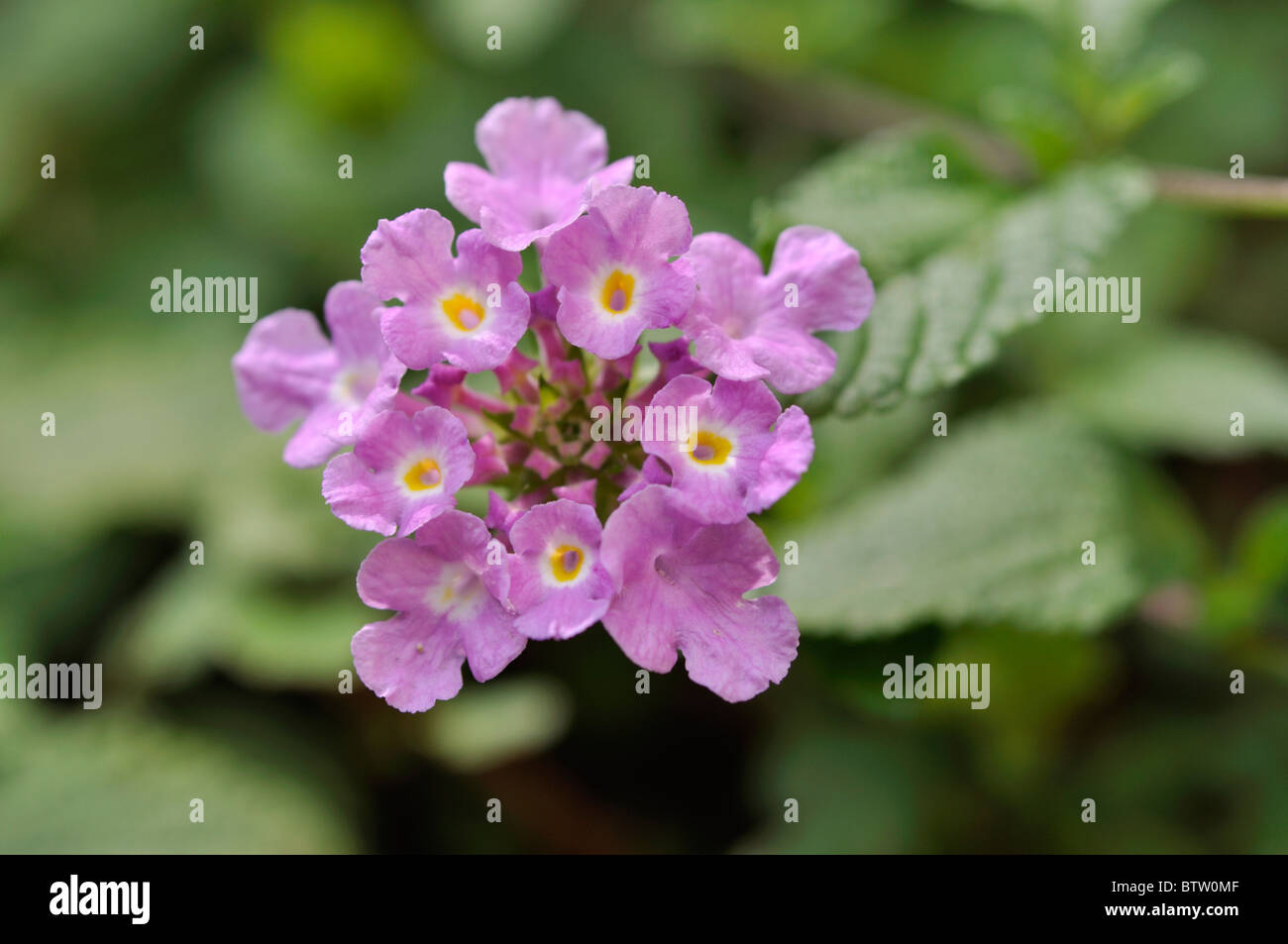 Lantana (lantana montevidensis arrière) Banque D'Images