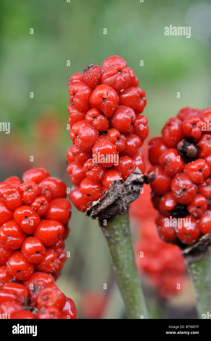 Cuckoo pint (arum maculatum) Banque D'Images