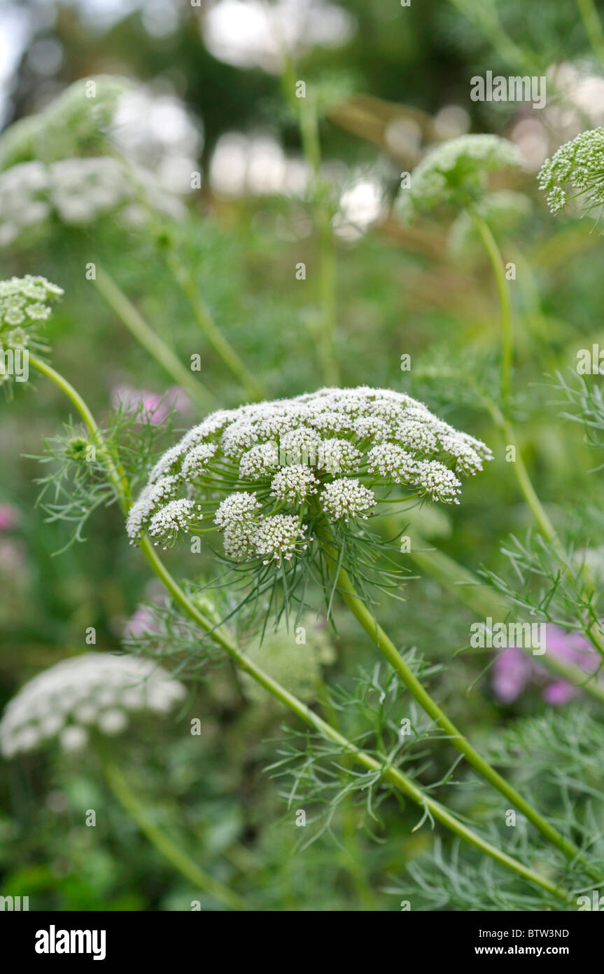 Cure-dents (mauvaises herbes 'ammi visnaga blütenball') Banque D'Images