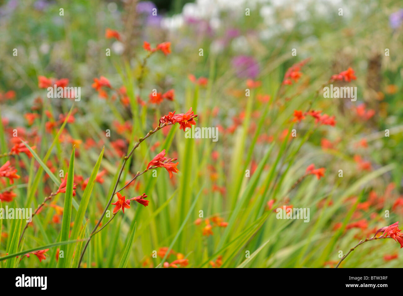 (Montbretia crocosmia x crocosmiiflora 'fire king') Banque D'Images