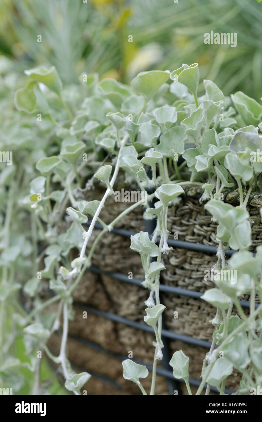 dichondra-argentea-silver-falls-banque-de-photographies-et-d-images