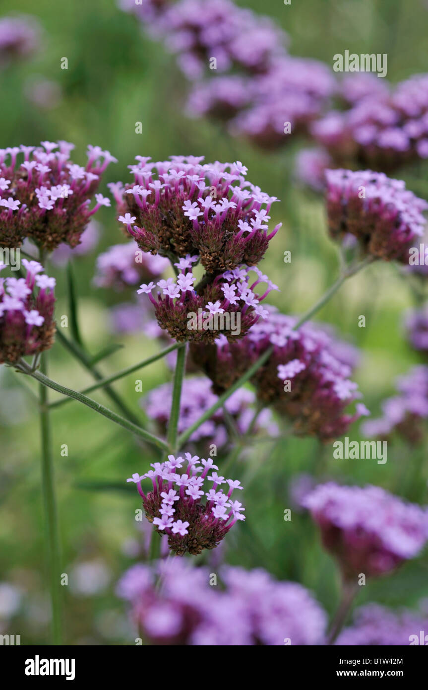 Purpletop verveine (Verbena bonariensis) Banque D'Images