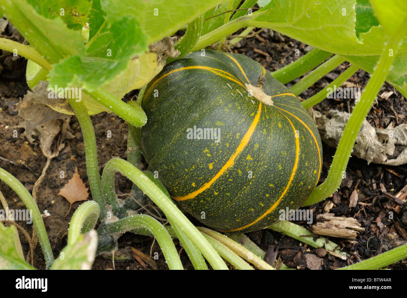 La Courgette (Cucurbita pepo convar. giromontiina huit 'ball') Banque D'Images