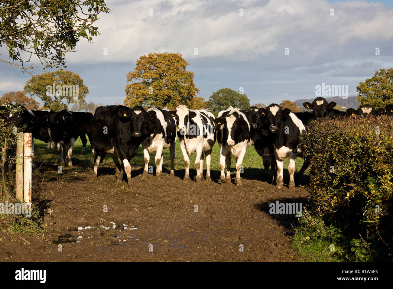 7.11.2010 en noir & blanc dans un champ de vaches Holstein Gate Banque D'Images