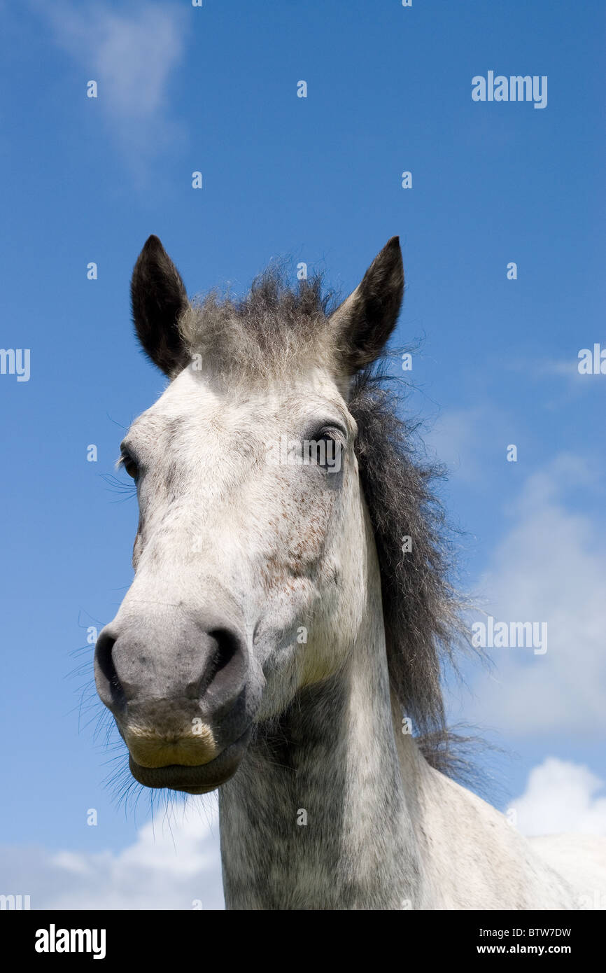 Connemara Pony défini dans un beau ciel bleu avec des nuages blancs. Il est gris pommelé Banque D'Images