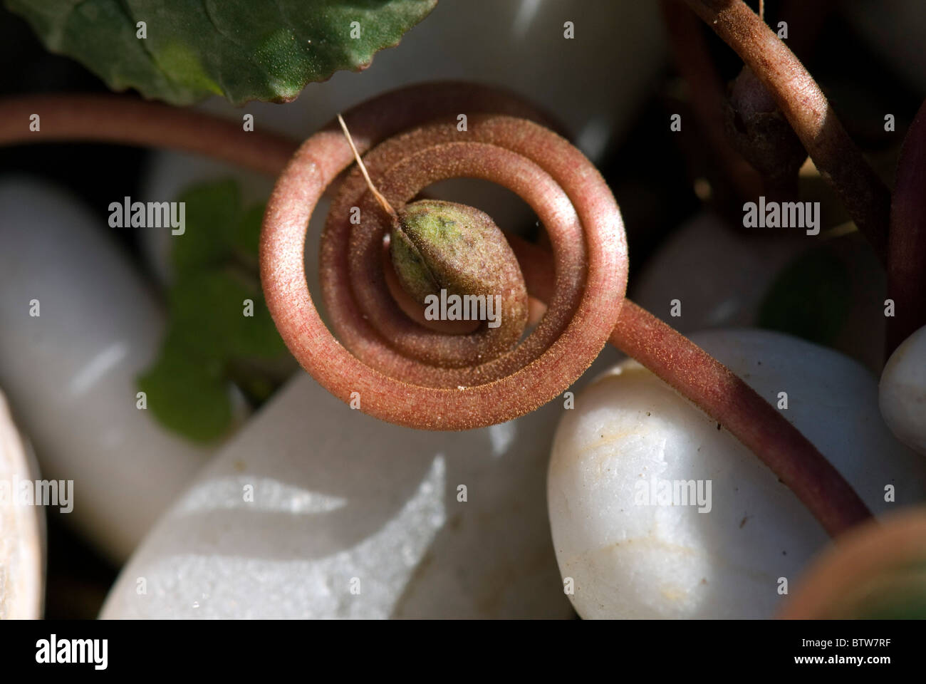 La dispersion des semences comme serpent Banque D'Images