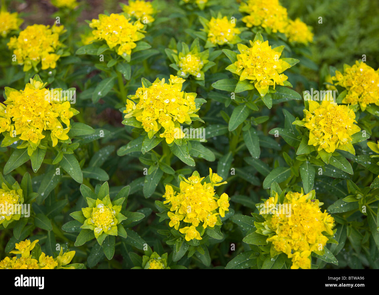 L'euphorbe des marais euphorbia palustris , euphorbiaceae ( ) la floraison Banque D'Images