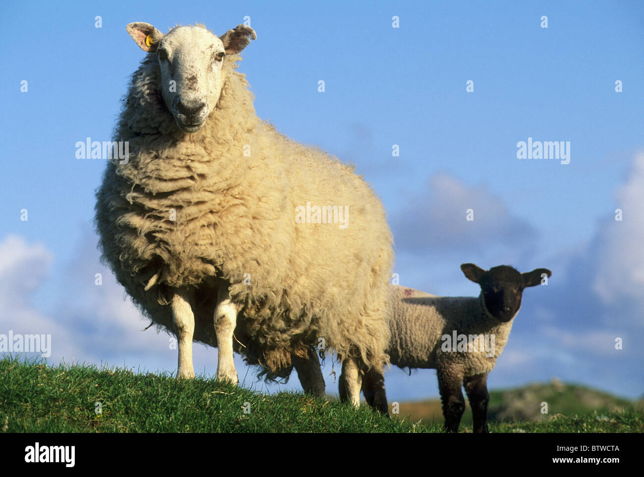 Les moutons, Fair Isle, en Écosse. Banque D'Images