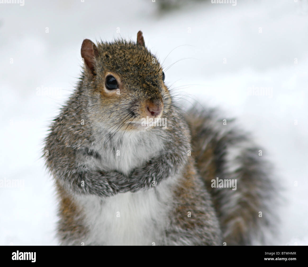 Un écureuil gris frissonnant au moyen d'une journée froide. Banque D'Images