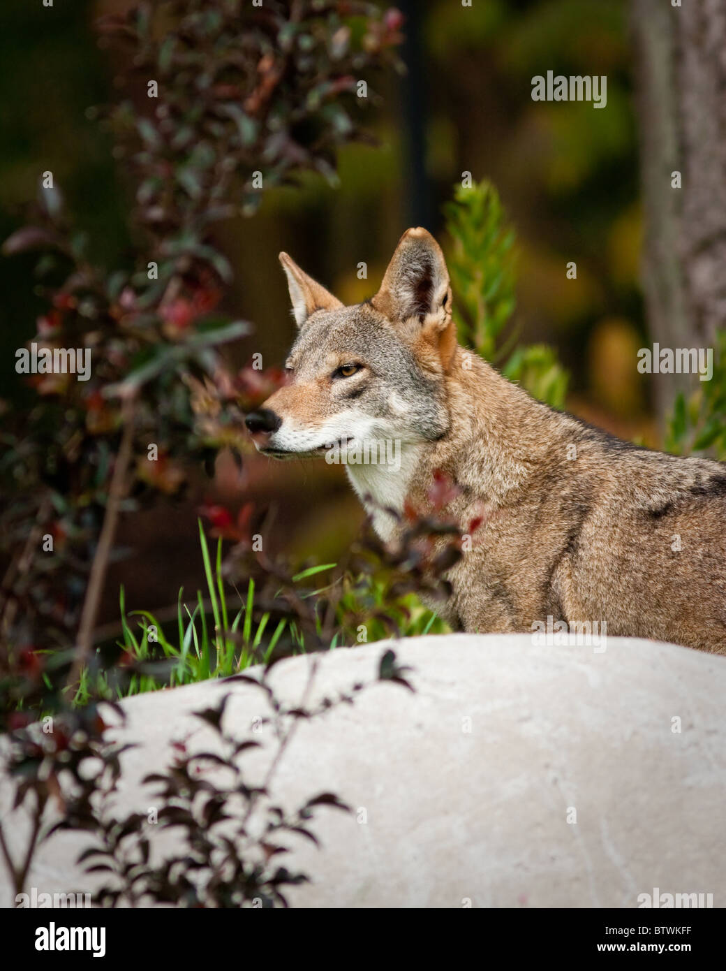 Loup rouge pendant la saison d'automne Banque D'Images