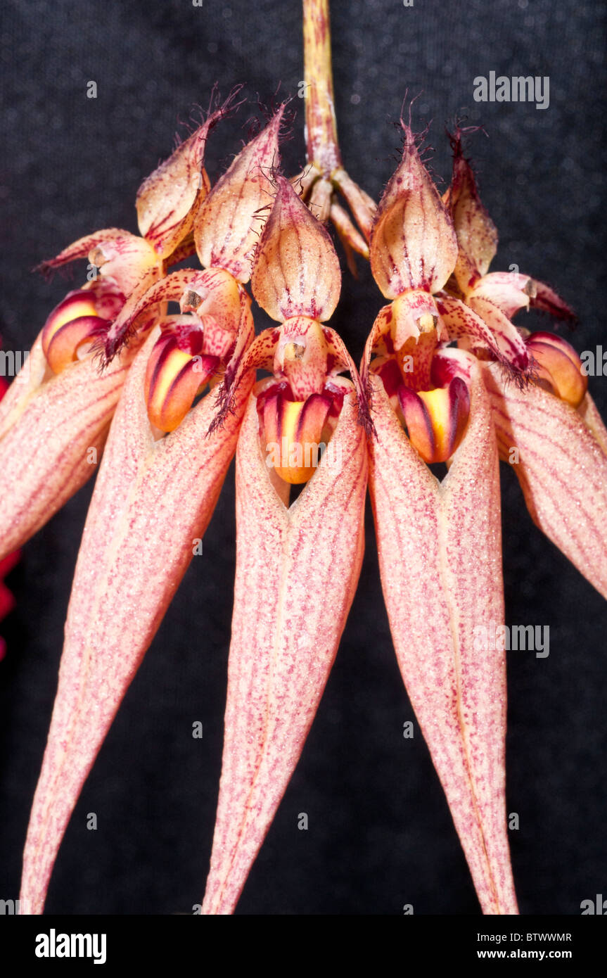 Bulbophyllum Louis Sander, orchidée hybride, croisement entre Bulbophyllum longissimum x ornatissimum Banque D'Images