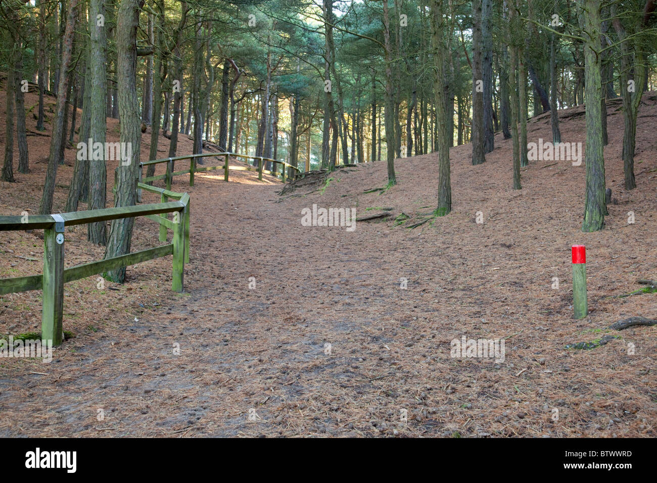 Formby Point ; bois ; Lancashire Banque D'Images