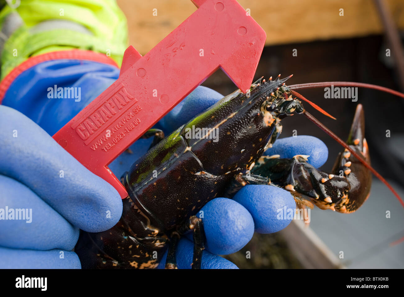 Sauvages fraîchement pêché le homard femelle mesuré pour la taille dans l'ouest de la Suède. Banque D'Images