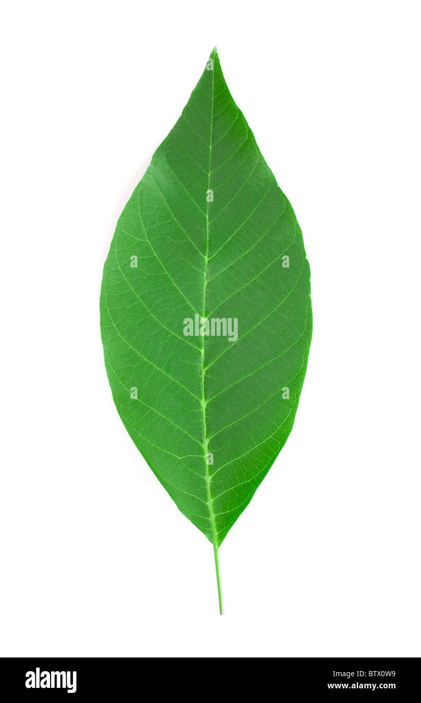 Feuilles de noyer. Banque D'Images