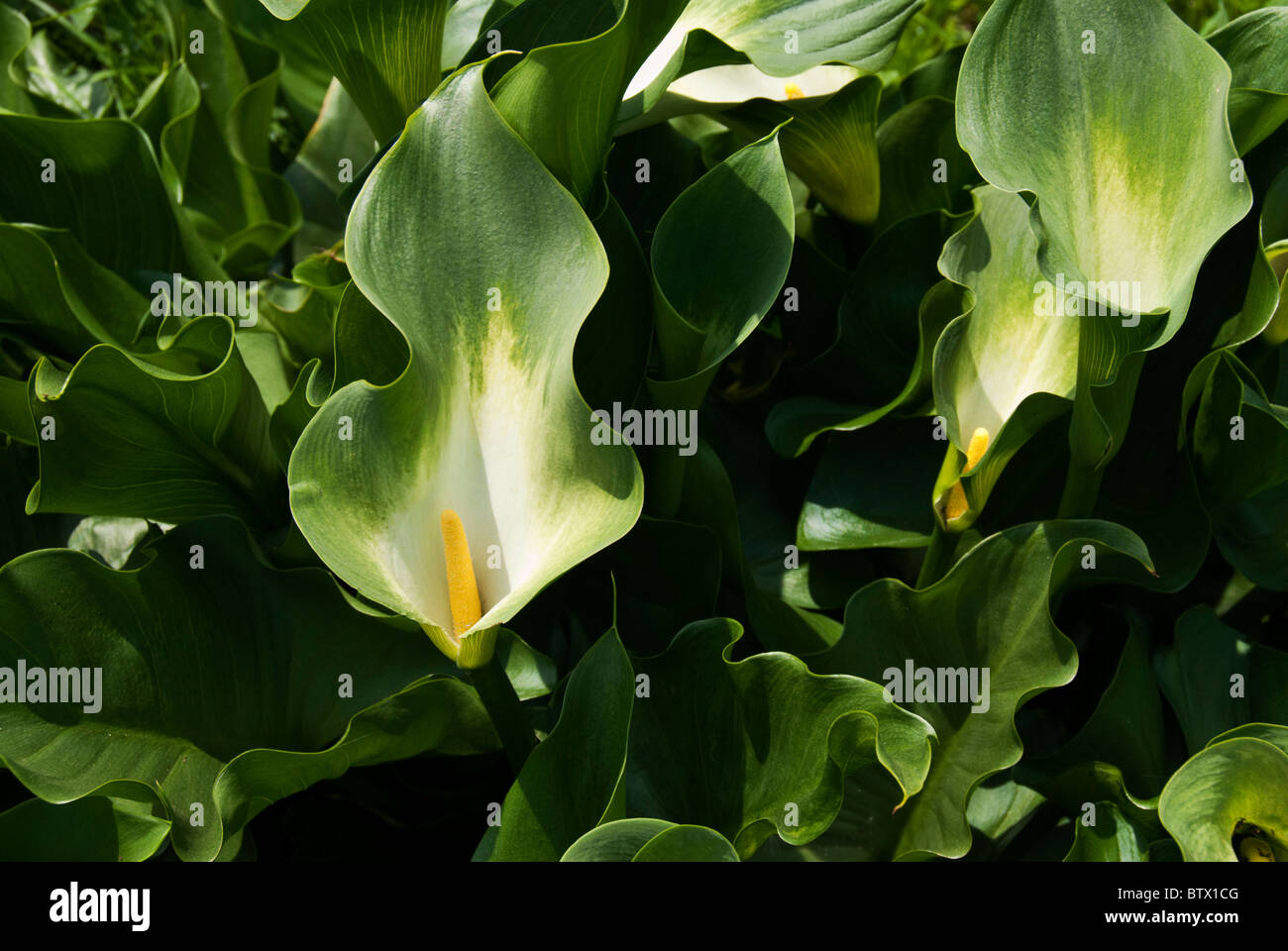 Vert panaché Lily of the Nile (Zantedeschia aethiopica). Banque D'Images