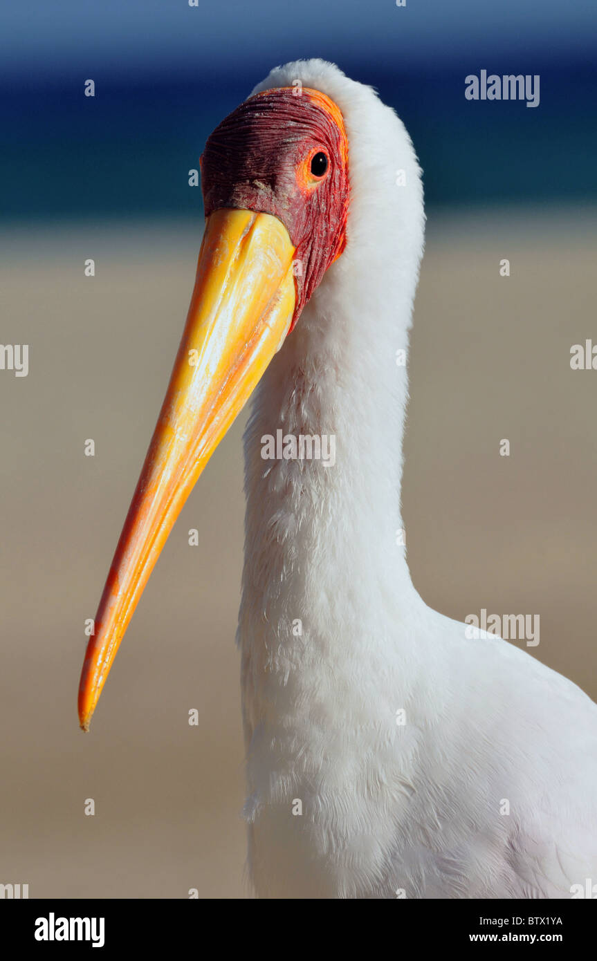 Close up de bec jaune Stork on beach Banque D'Images