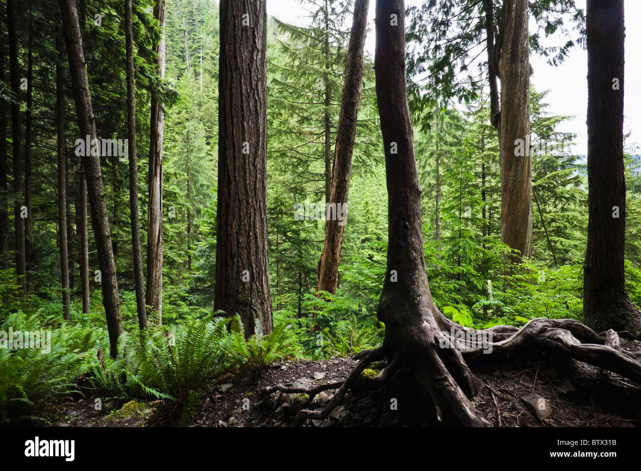 Voir regardant dans une forêt du Nord-Ouest, Cascades de Washington. Banque D'Images