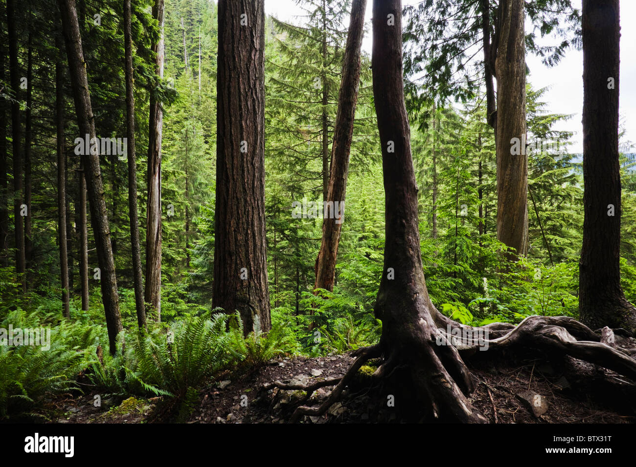Voir regardant dans une forêt du Nord-Ouest, Cascades de Washington. Banque D'Images