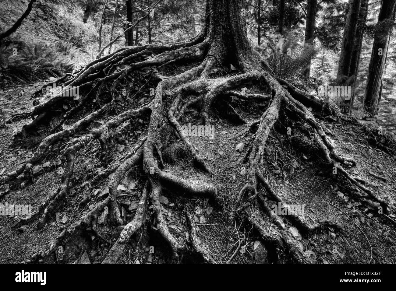 Les racines exposées des arbres. Cascades de Washington. Banque D'Images