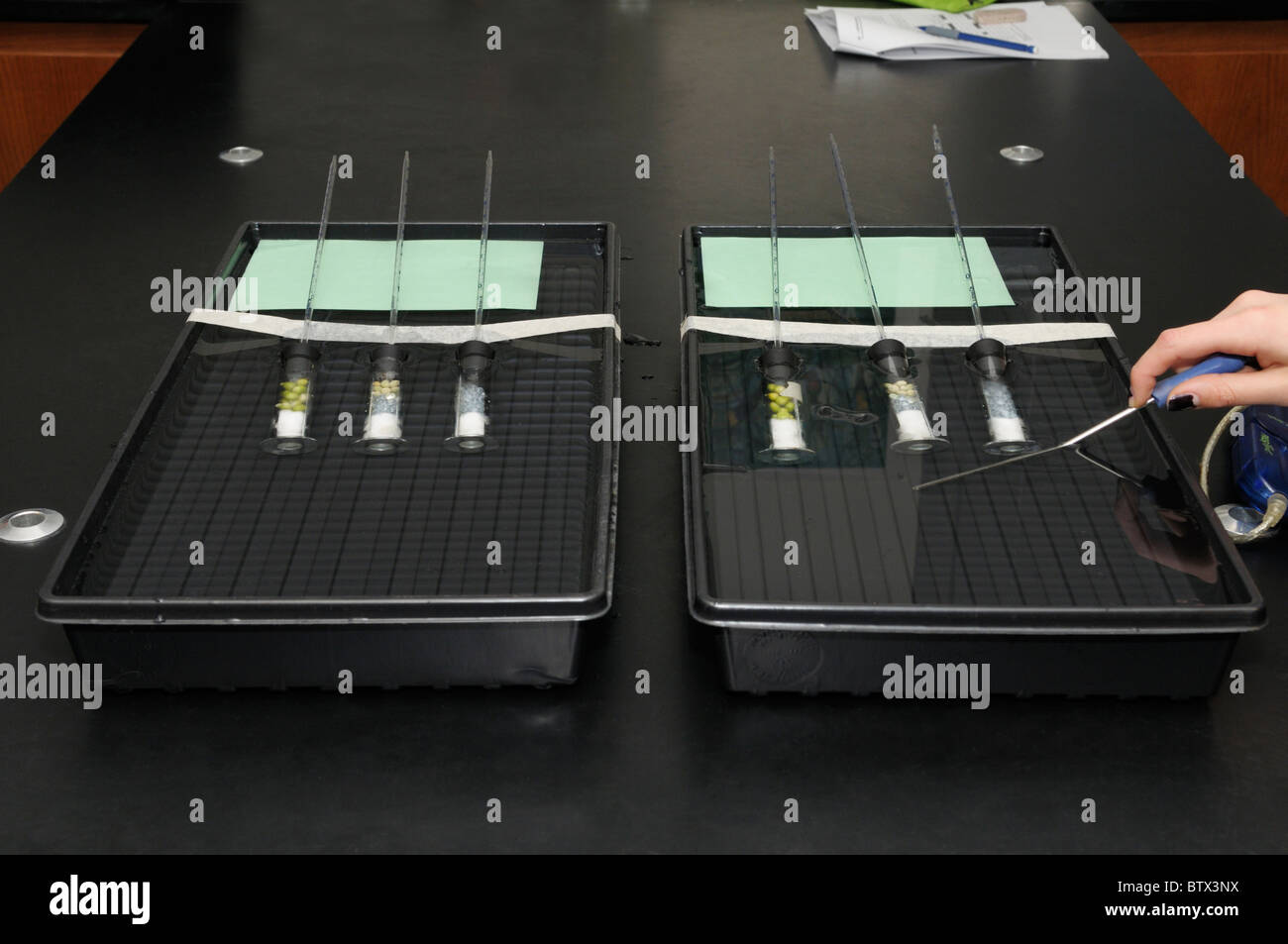 Faire germer les pois, pois en germination non, et le contrôle des perles de verre dans respirometers la respiration cellulaire pour une expérience contrôlée Banque D'Images
