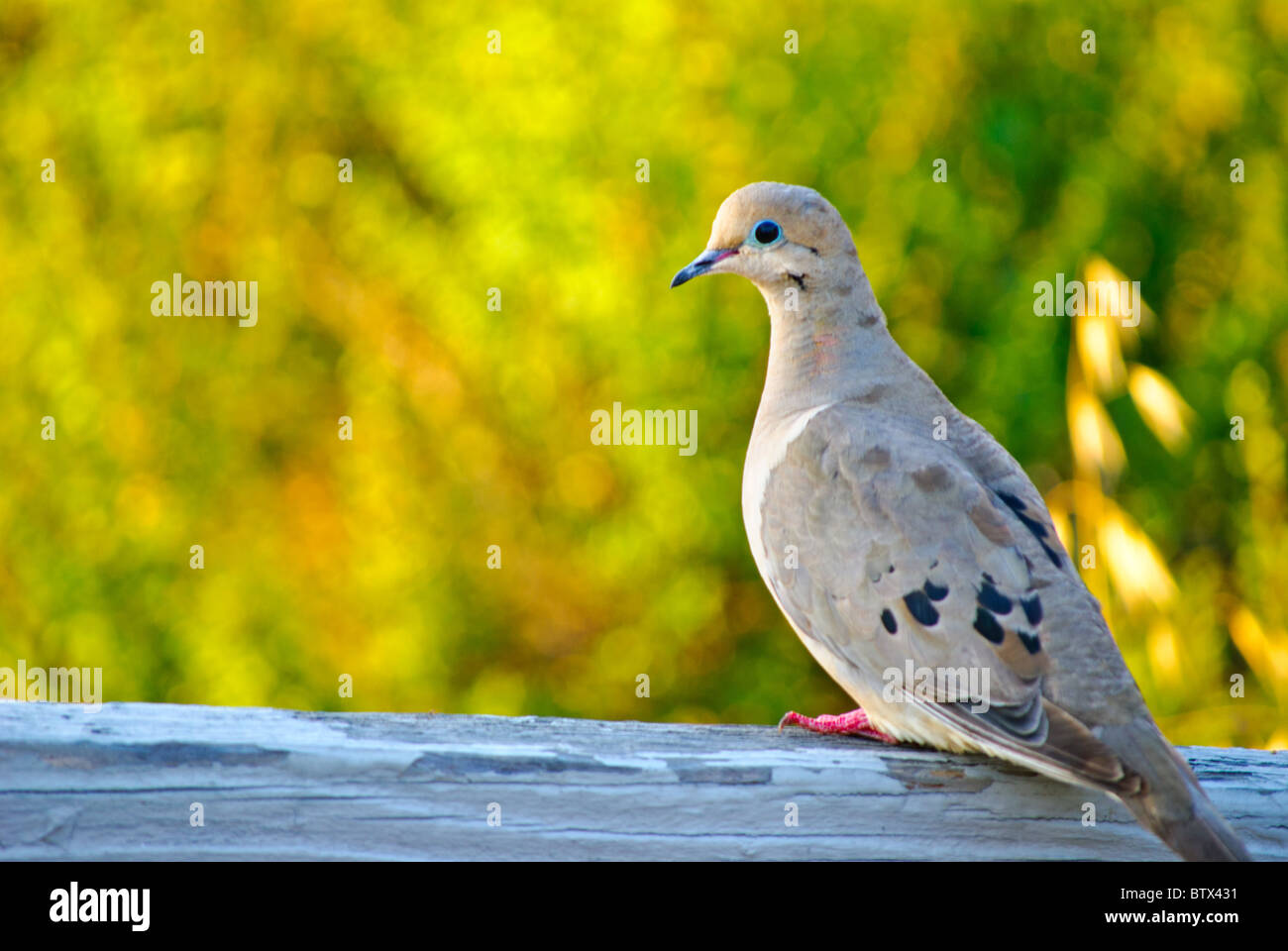 Colombe Banque D'Images