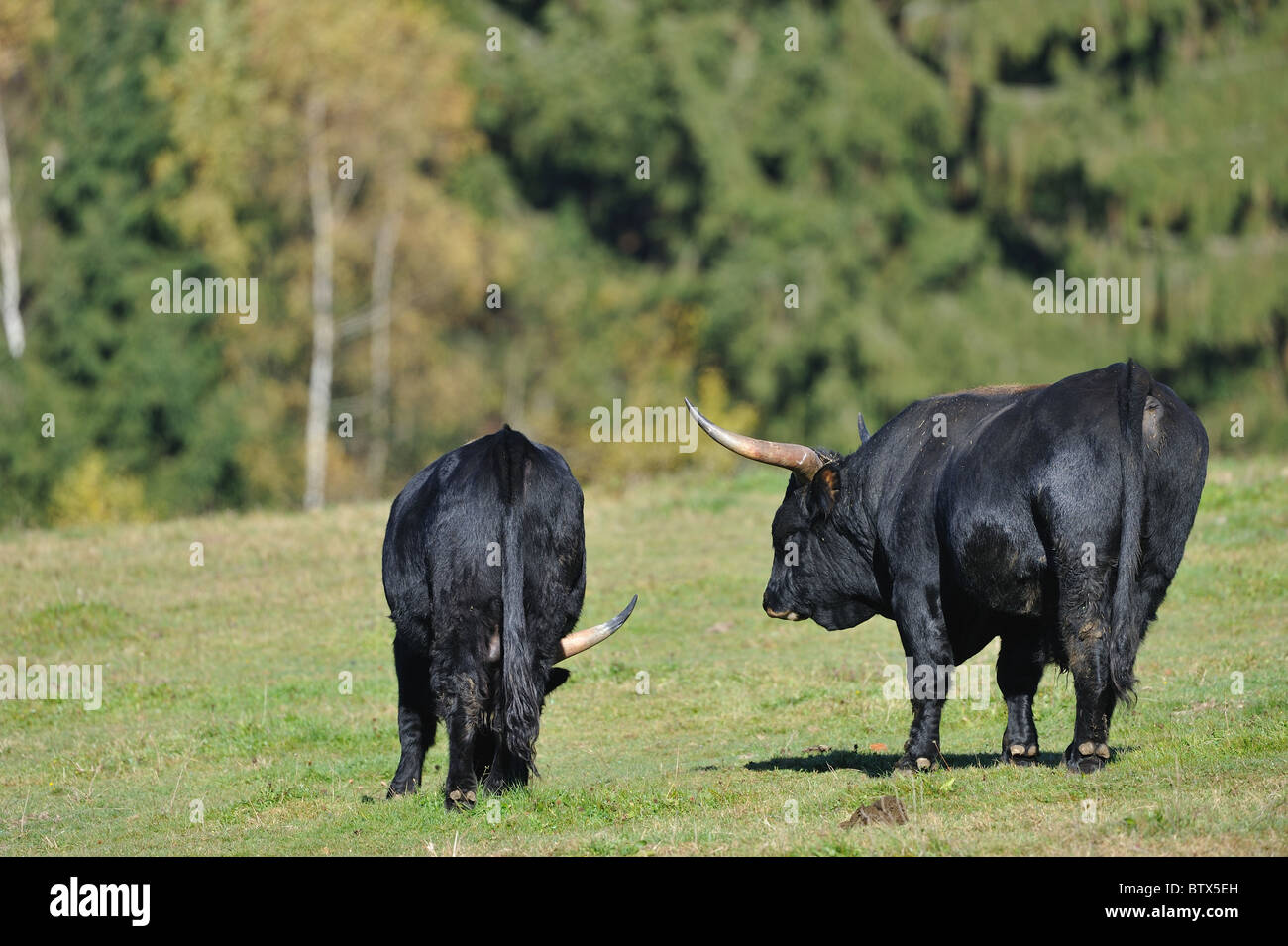 Aurochs (Bos primigenius) Deux taureaux paissant dans une prairie - Bavière - Allemagne Banque D'Images