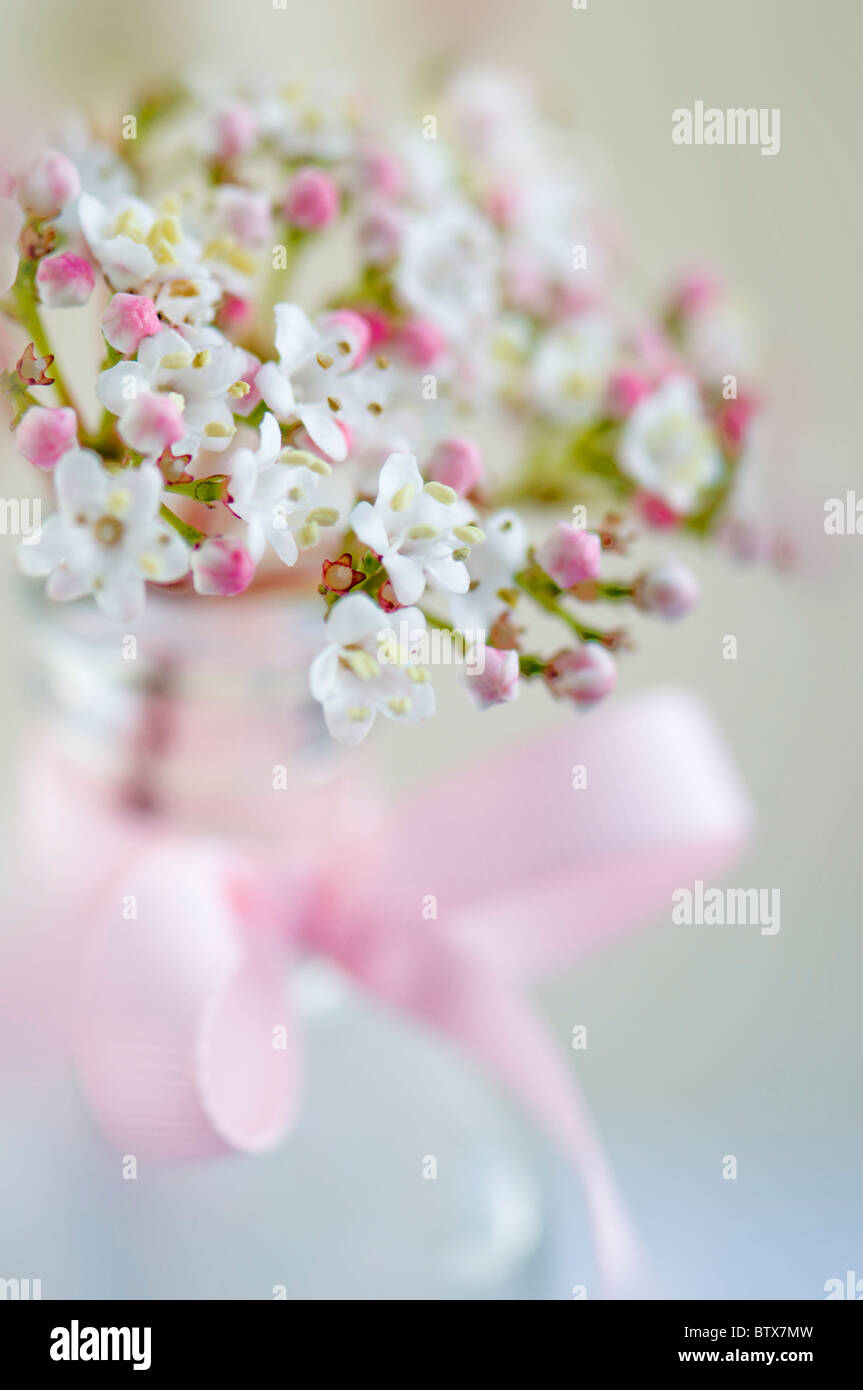 Dans un vase de fleurs de Viburnum soft-focus Banque D'Images