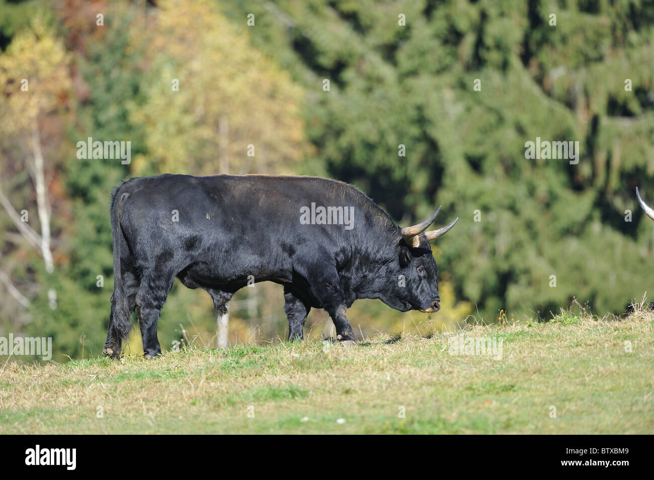 Aurochs (Bos primigenius) bull marcher dans un pré - Bavière - Allemagne Banque D'Images